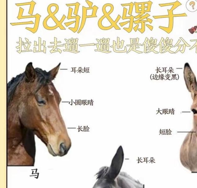 梦见驴骡马解析动物梦境象征及心理健康对比分析