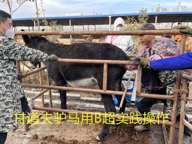 梦见驴骡马解析动物梦境象征及心理健康对比分析