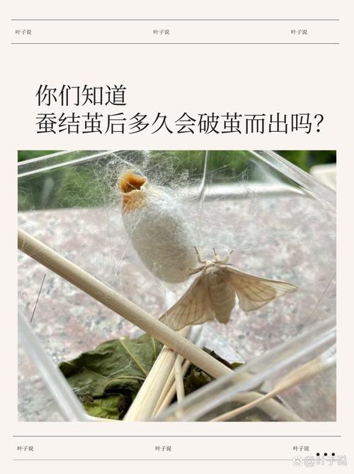 梦见蚕蛾出茧意味着哪些?揭秘背后的心理暗示与生活启示 梦见蚕蛾出茧意味着哪些?揭秘背后的心理暗示与生活启示