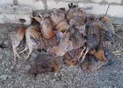 揭秘梦见死鸡的7大寓意，了解背后的深层含义