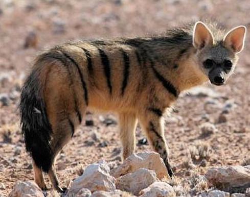 解读梦见土狼的心理暗示，提升个人洞察力和情感理解能力