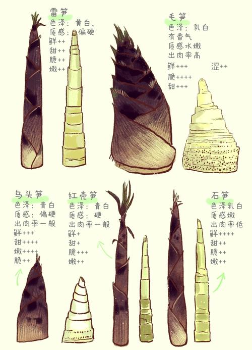 梦见毛笋深度解析揭示潜在寓意与个体心理探索