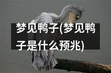 梦见鸭子象征意义深远，探索心理启示和内心情感共鸣