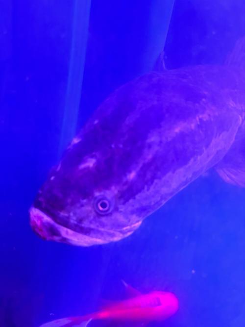 梦见黑鱼的深度解析心理学视角与文化背景 梦见黑鱼的深度解析心理学视角与文化背景