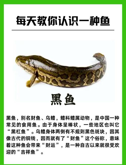 梦见黑鱼的深度解析心理学视角与文化背景 梦见黑鱼的深度解析心理学视角与文化背景