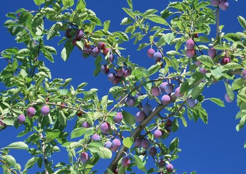 梦见李子树的深意揭示心理与运势的微妙联系 梦见李子树的深意揭示心理与运势的微妙联系