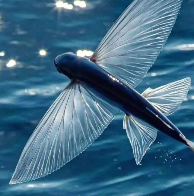 梦见鱼在空中飞象征哪些？解密背后隐藏的吉凶预兆！