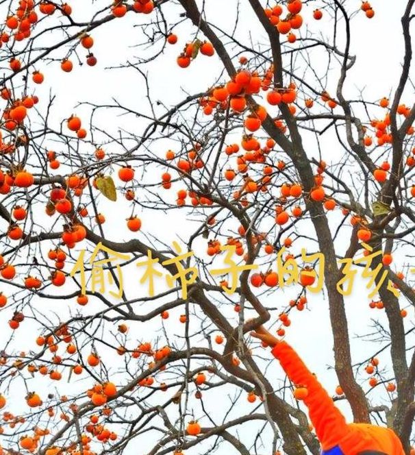 梦见摘柿子揭示象征意义及潜在启示的高效解析 梦见摘柿子揭示象征意义及潜在启示的高效解析