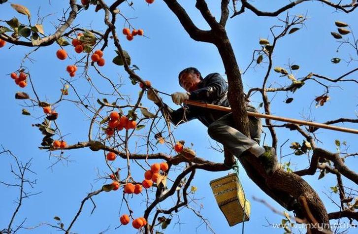 梦见摘柿子揭示象征意义及潜在启示的高效解析 梦见摘柿子揭示象征意义及潜在启示的高效解析