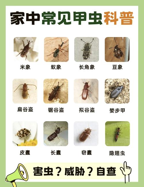 梦见甲虫解读揭秘3个潜藏心理信号