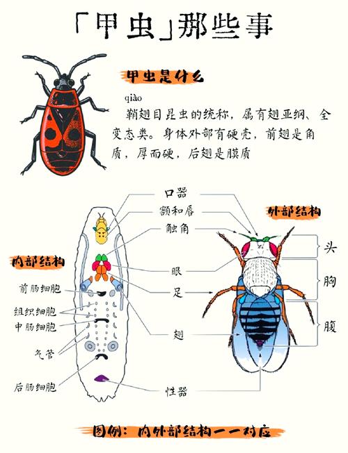 梦见甲虫解读揭秘3个潜藏心理信号