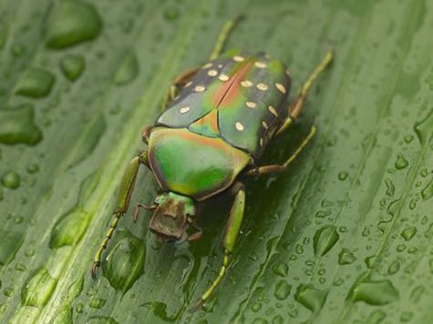 梦见甲虫解读揭秘3个潜藏心理信号