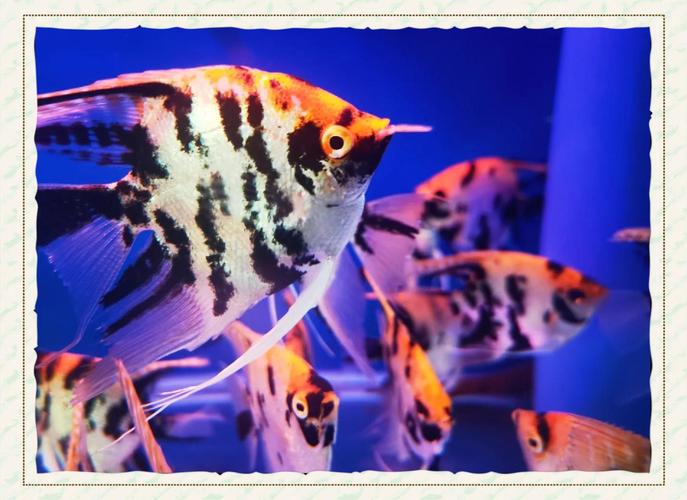 梦见抓到鱼的5大象征意义及解读，揭秘内心世界