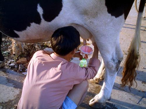 梦见挤牛奶象征哪些？解读你的潜意识，提升生活质量