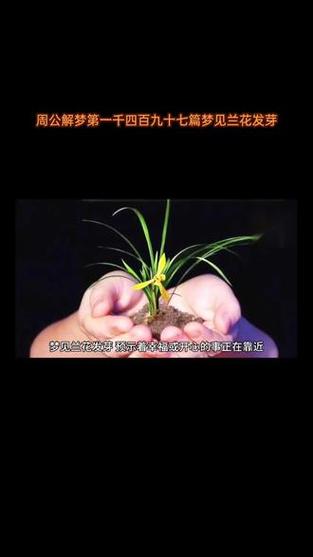 梦见兰花发芽解读其象征意义与潜在启示
