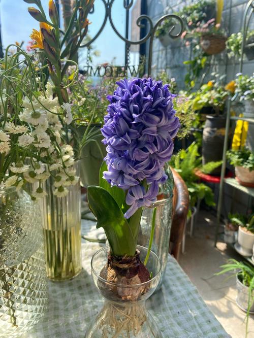 解析梦见风信子的5大象征意义，提升生活幸福感