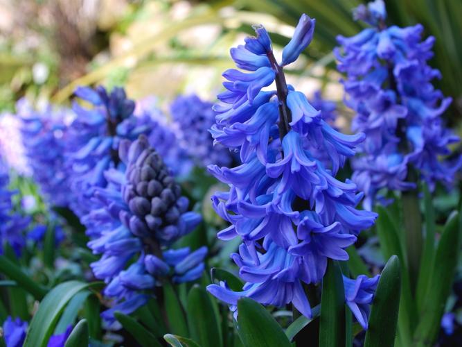 解析梦见风信子的5大象征意义，提升生活幸福感