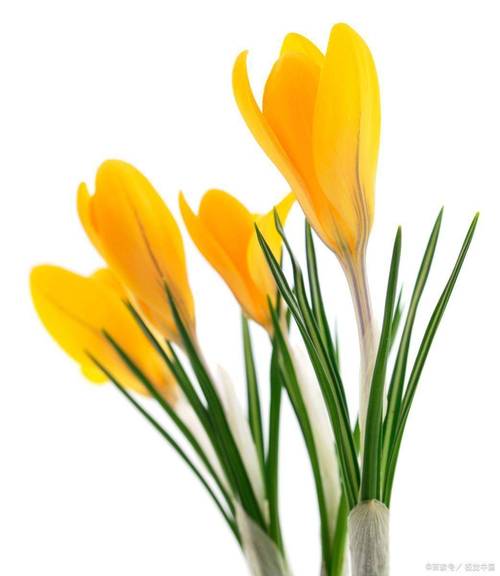 解析梦见风信子的5大象征意义，提升生活幸福感