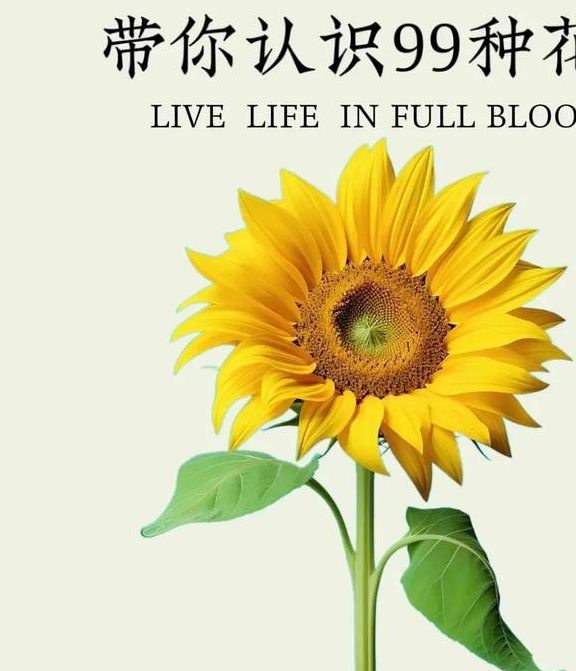 解密梦见向日葵开花的5大象征意义，让好运常伴