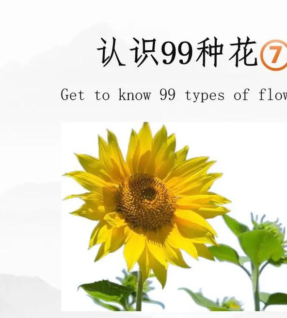 解密梦见向日葵开花的5大象征意义，让好运常伴