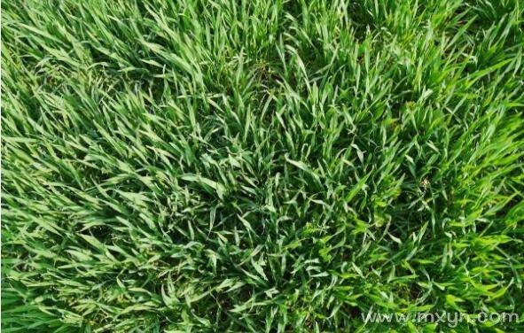 梦见青苗象征意义解析，用户引发内心深处的绿色希望之旅！