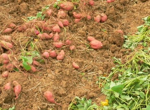 梦见山芋象征解析 vs 心理暗示做梦预示着哪些？