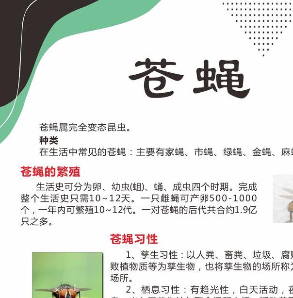 梦见苍蝇的象征意义及其高效解决方案解析