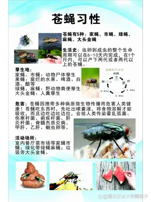 梦见苍蝇的象征意义及其高效解决方案解析