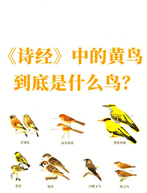 揭秘梦见黄鹄寓意隐藏的心理暗示与生活启示是哪些？