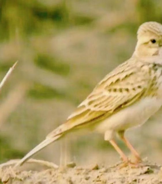 梦见百灵鸟象征何种启示？深度解析其背后的心理暗示