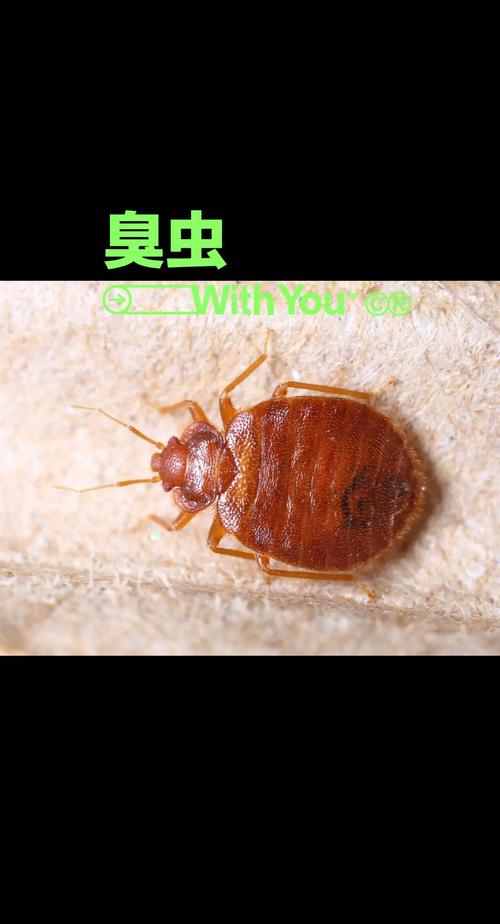 梦见臭虫意味着哪些？揭开心理深层的惊人秘密，引发内心深思！