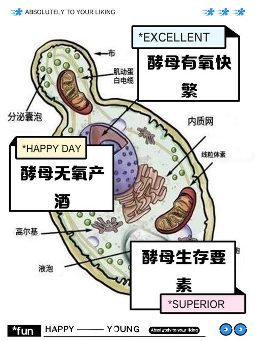 梦见酵母的深层含义解析，揭示潜意识世界的神秘魅力！