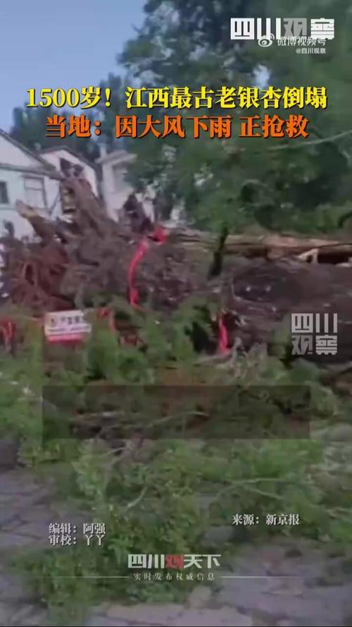 江西超1500年树龄银杏树为何倒塌？探索历史古树的命运！