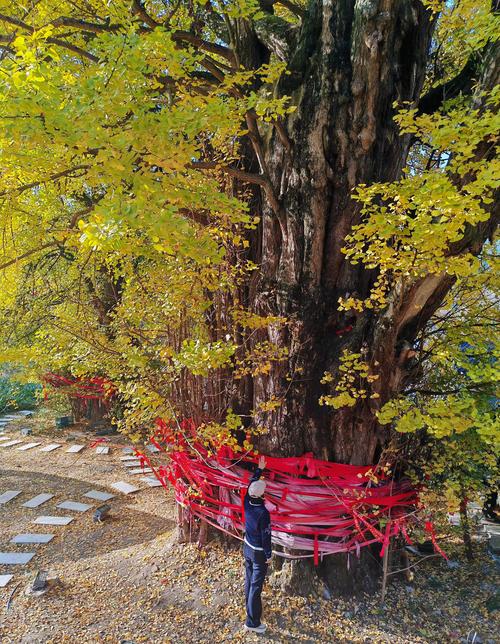 江西超1500年树龄银杏树为何倒塌？探索历史古树的命运！