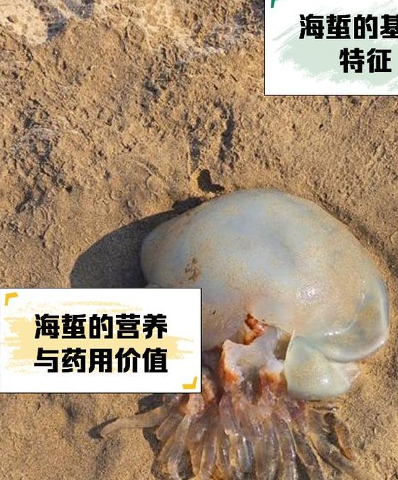 梦见海蜇寓意揭开，大师解密背后玄机！
