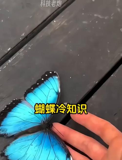 梦见断翅蝴蝶预示情感变化？解读你内心的潜在信号