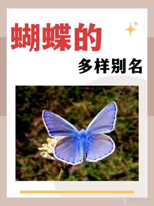 梦见断翅蝴蝶预示情感变化？解读你内心的潜在信号