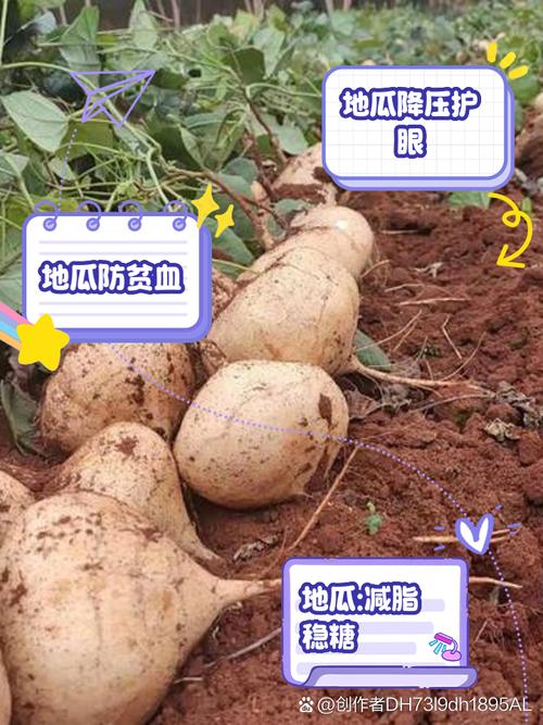 梦见地瓜象征意义解析高效应对情感与财运的解决方案