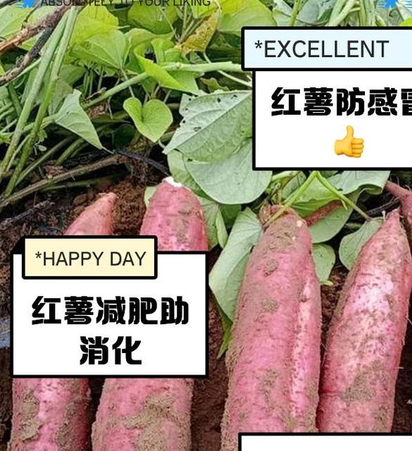 梦见地瓜象征意义解析高效应对情感与财运的解决方案
