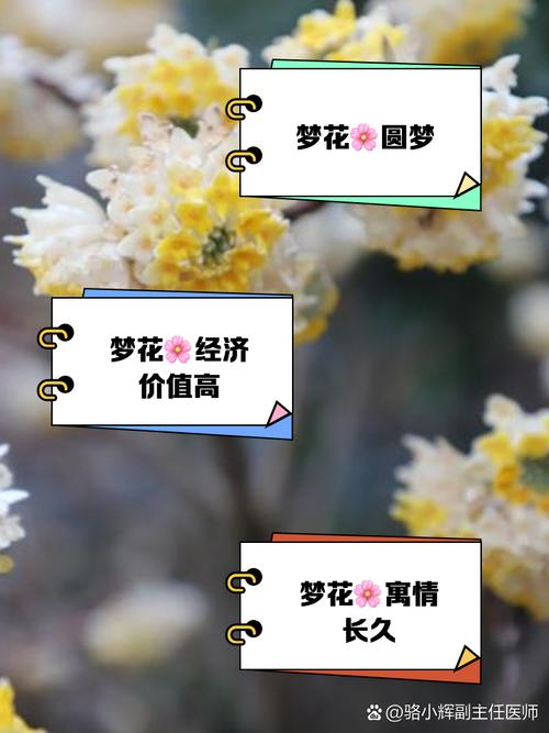 梦见塑料花寓意解析解读象征意义与心理启示