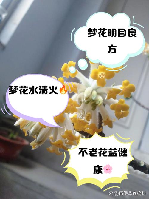 梦见塑料花寓意解析解读象征意义与心理启示