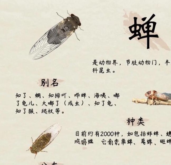 梦见金蝉脱壳预示哪些？详解其暗示与高效解决方案