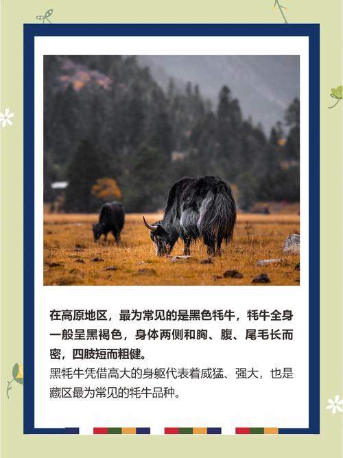 梦见牦牛？揭秘5个鲜为人知的心理象征与预兆