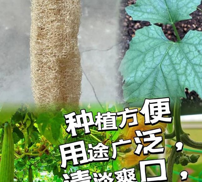 梦见丝瓜的5个心理象征及生活启示专家解读