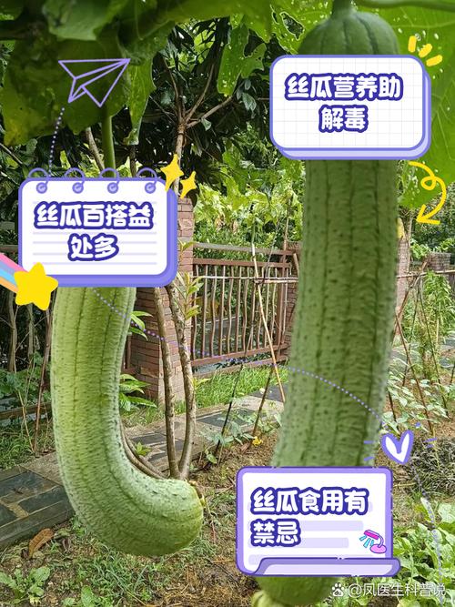 梦见丝瓜的5个心理象征及生活启示专家解读