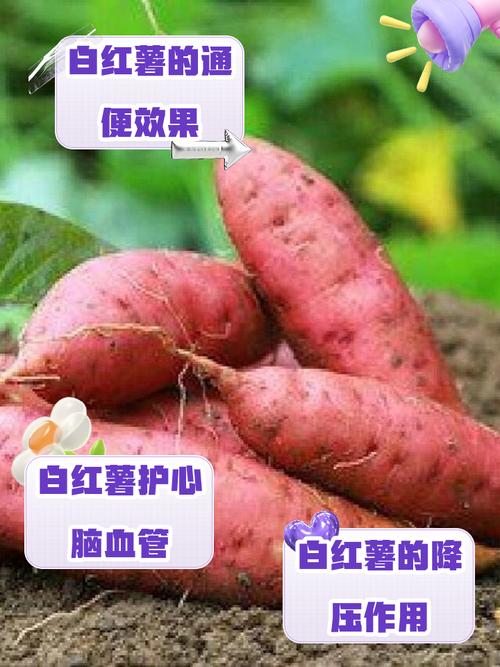 梦见白薯的5个含义揭秘，提升生活运势技巧