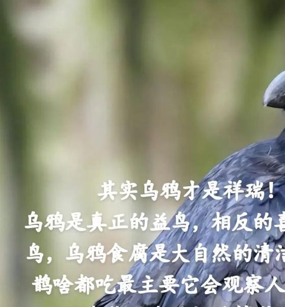 梦见大乌鸦的潜在寓意解析及高效解决方案