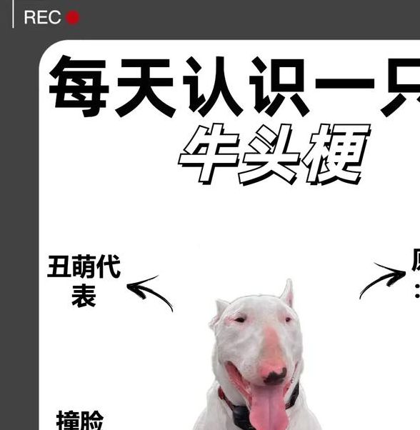 梦见牛头犬解析解锁心理奥秘，助您心灵成长