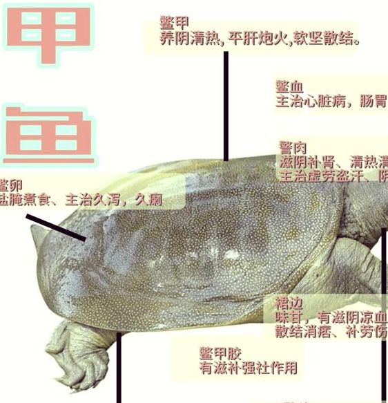 揭开梦见甲鱼的奥秘心理解析与高效解决方案
