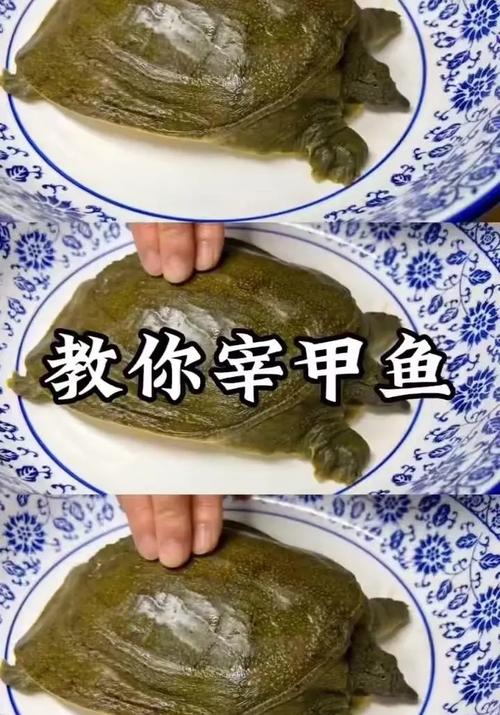 揭开梦见甲鱼的奥秘心理解析与高效解决方案